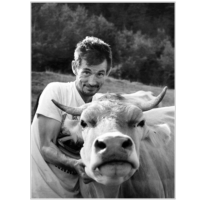 Hele kámo, nechceš krávu?