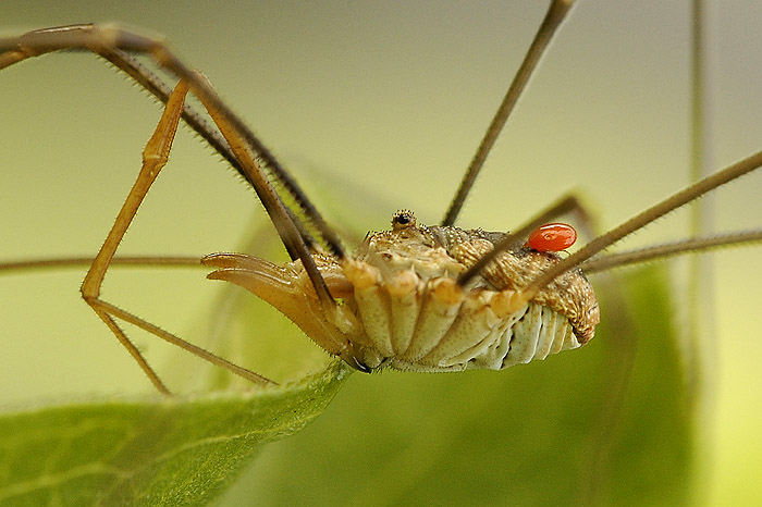Paní Sekáčová