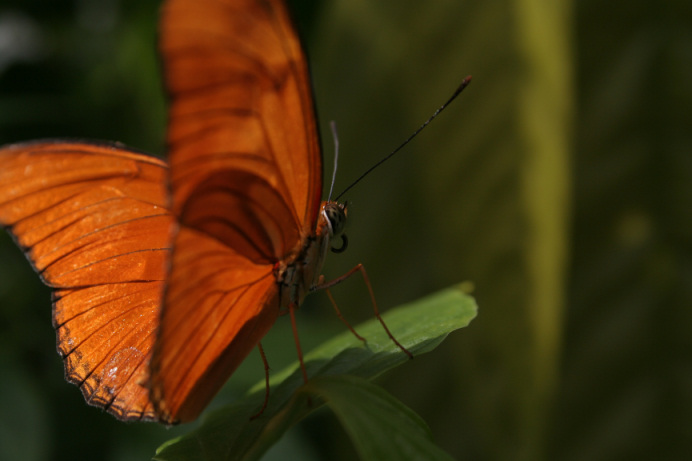 Madame Butterfly