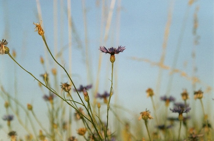 Summer floweret