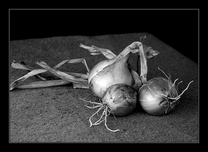 cibule II
