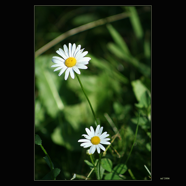 Two (II)