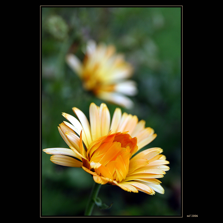 Two (III)
