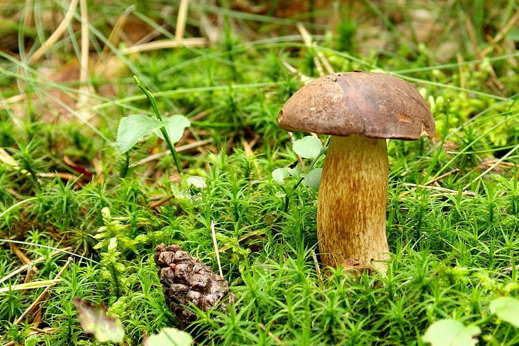 Hříbeček