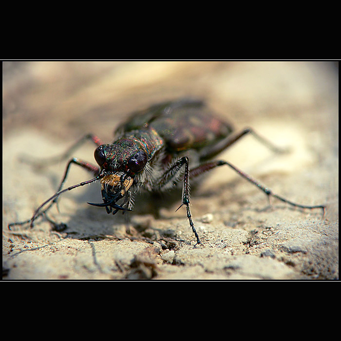 Cicindela hybrida