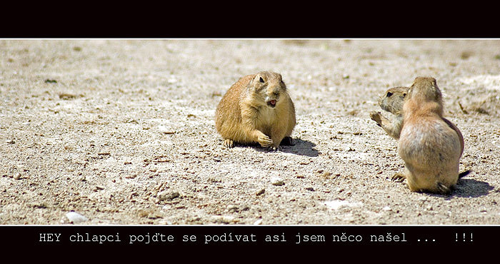 HEY chlapci ... !!!