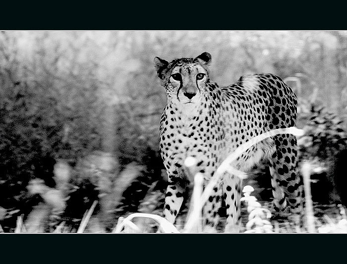 Gepard....