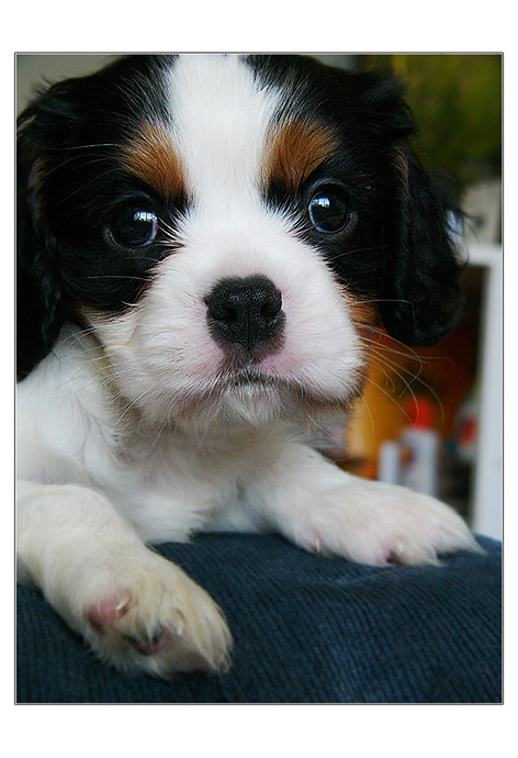 KUK!!!!