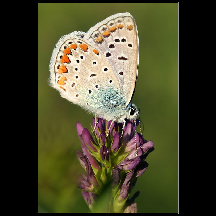 Modrásek podobný - Plebejus argyrognomon