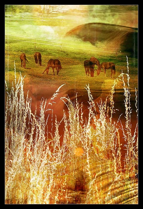 ...: magical countryside :...