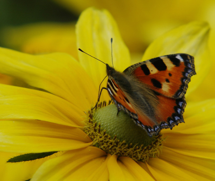 Babočka kopřivová na artyčoku