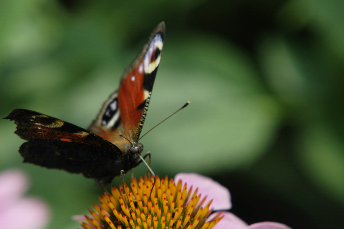 Babočka paví oko na baru Echinacea