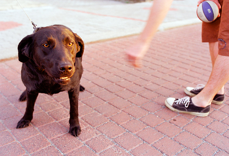 Pes,míč a kopírkář