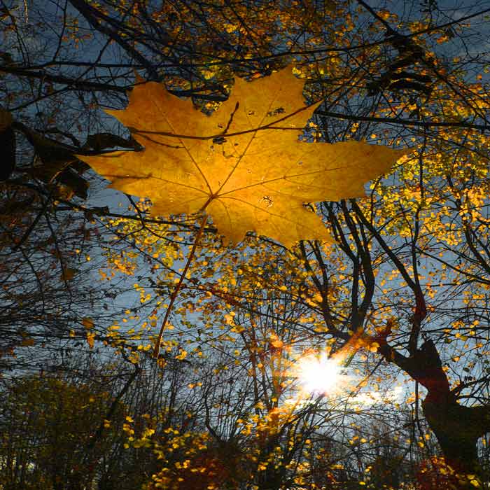 Listy