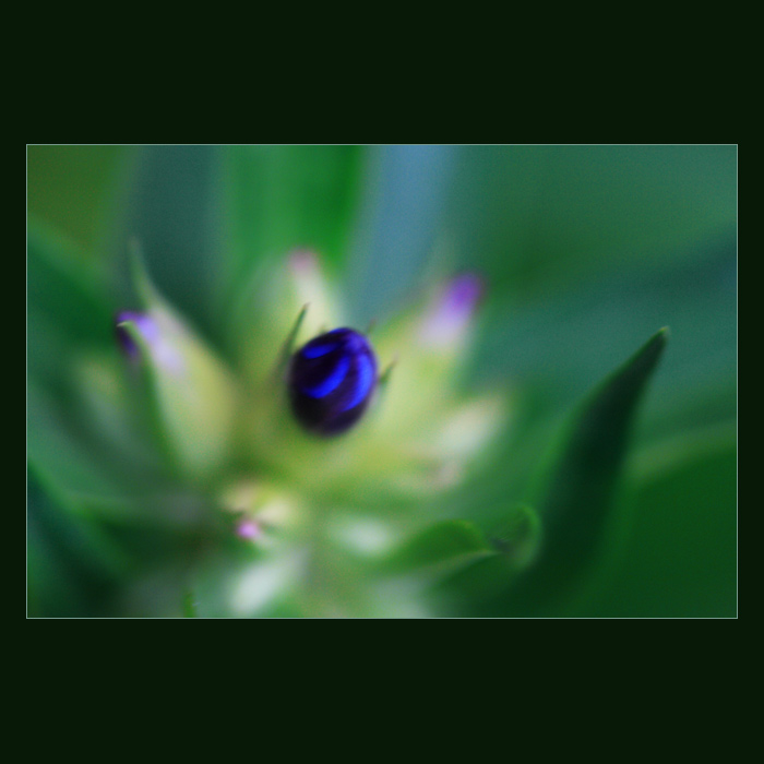 Nebulae Gentiana