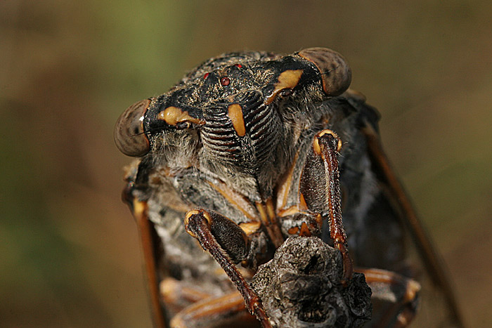 Cikáda viničná - Tibicen haematodes