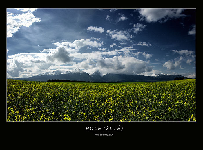 Pole (žlté)