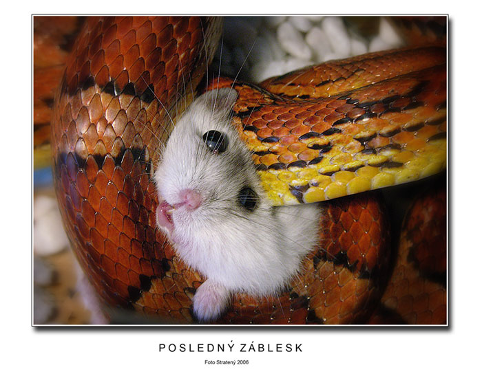 Posledný záblesk