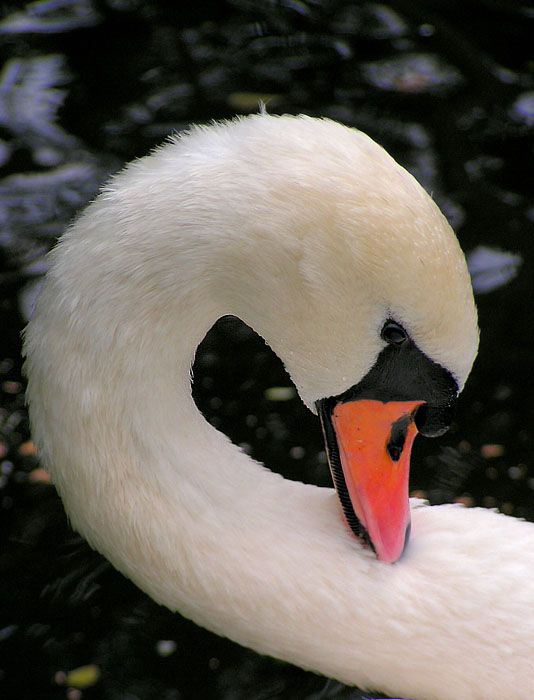 Cygnus olor
