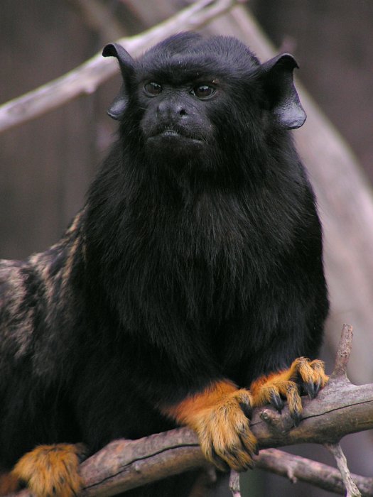 Saguinus midas - tamarín žlutoruký