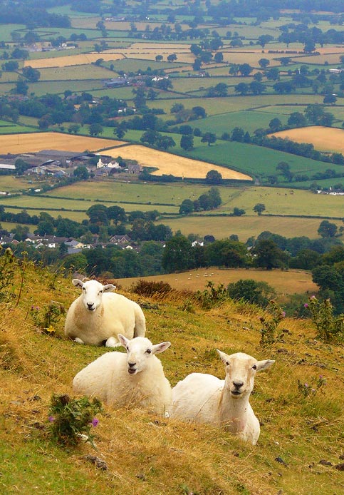 English sheep