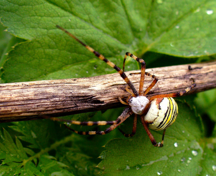 Spider