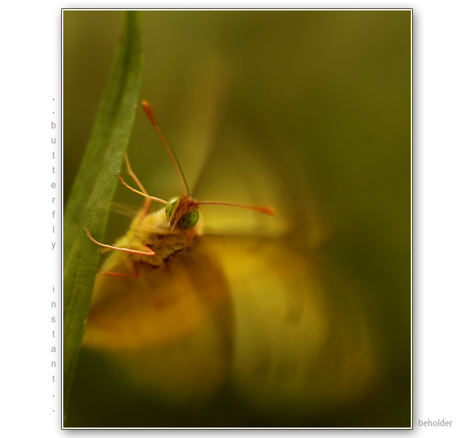 ...butterfly instant...