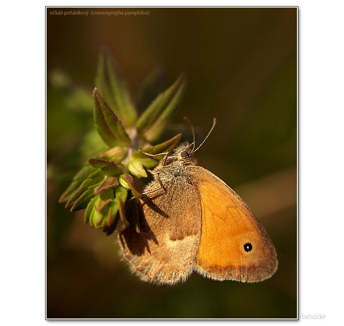 ...očkáň pohánkový...