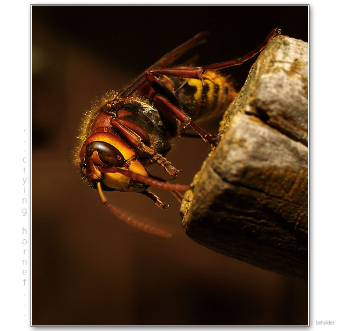 ...crying hornet...
