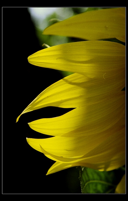 slnecnica