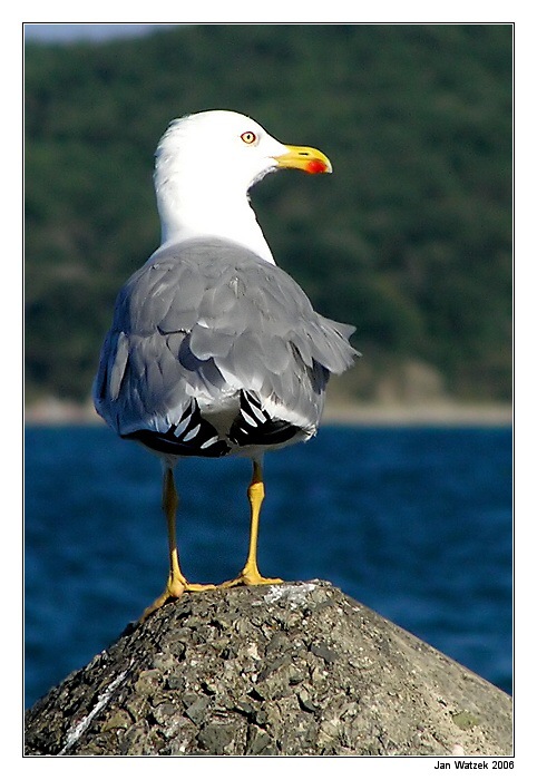 Racek