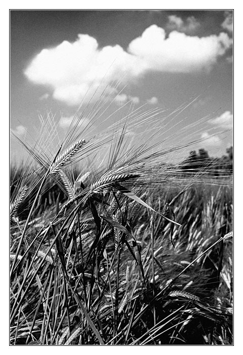 fields of gold