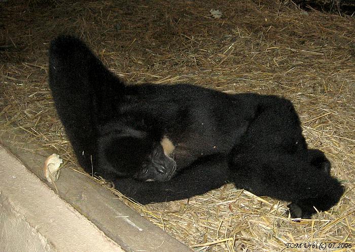odpolední siesta