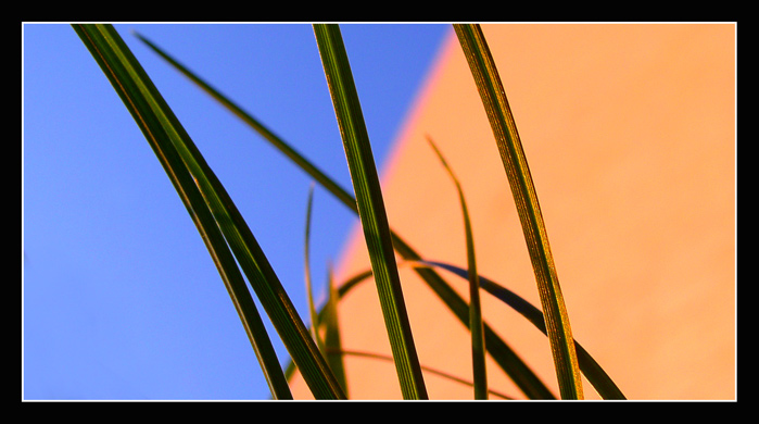 Olympus v tráve..