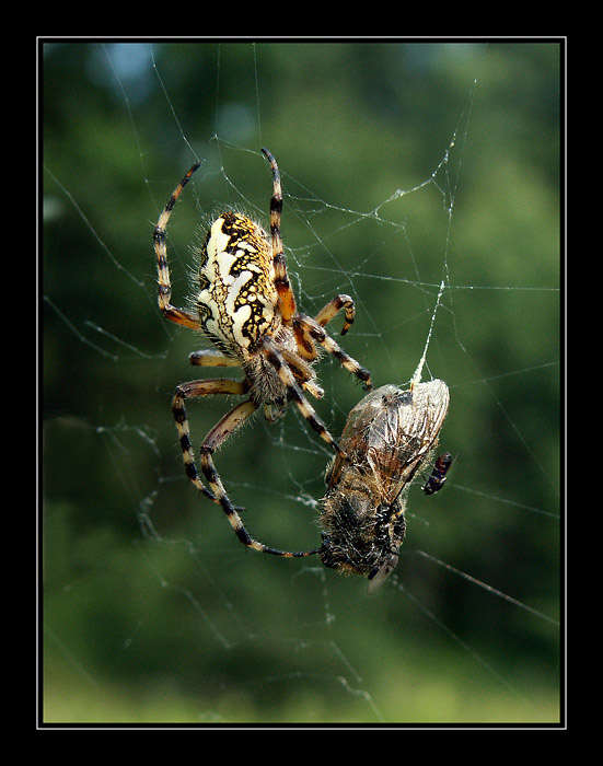 Cos nám to udělal s tetičkou?