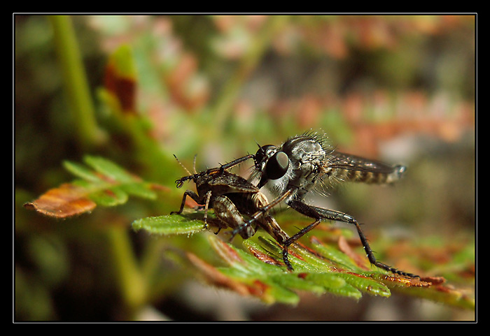Predátor a jeho kořist