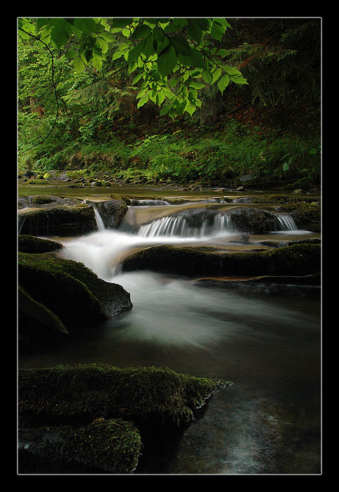forest stream
