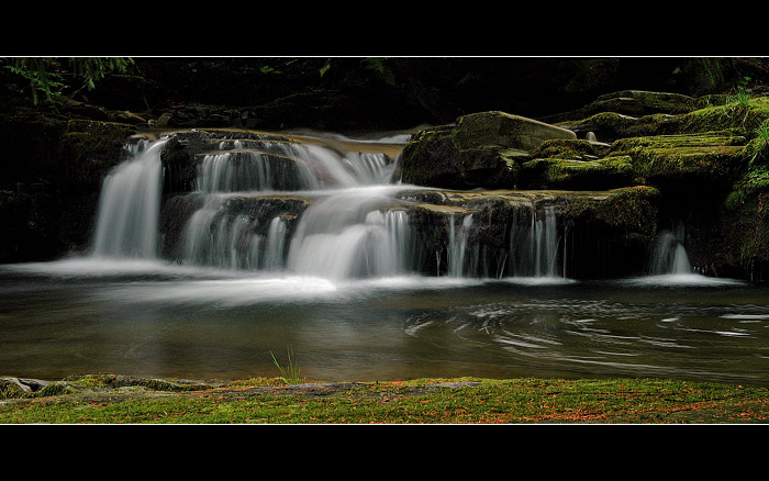 forest stream II