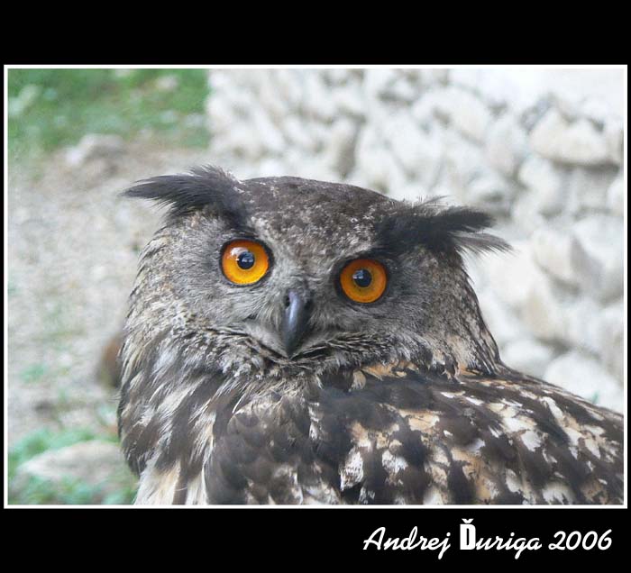 Bubo bubo
