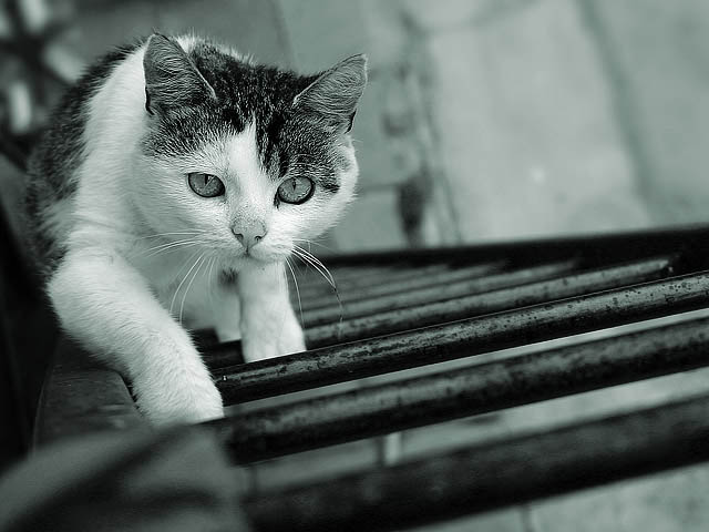 Neutečeš!