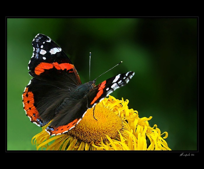 Chvíľka s motýľom ...