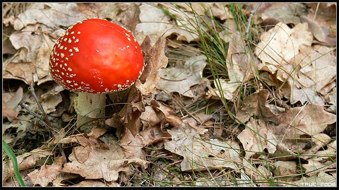 vochomůrka