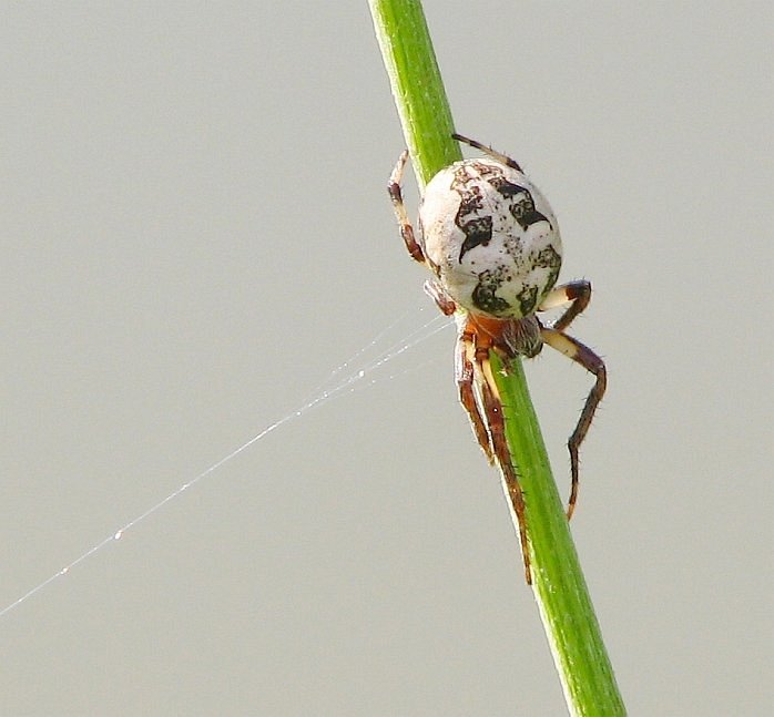 pavouk II