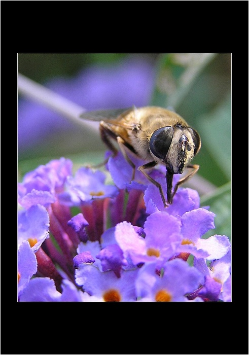 ...jen trošku medu prosím!