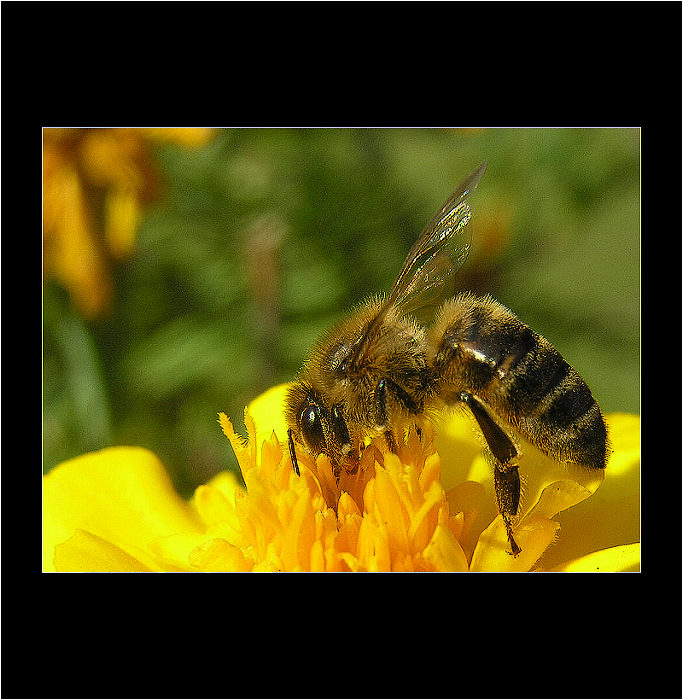 ... jen trošku medu prosím II.