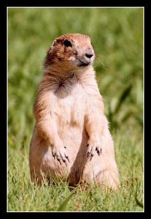 Prairie dog