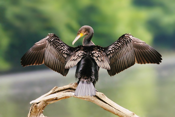 Phalacrocorax carbo