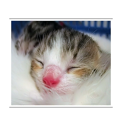 Koťátko...2hodiny na světě :-)...