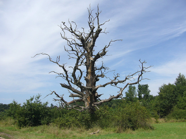 Strom děsu
