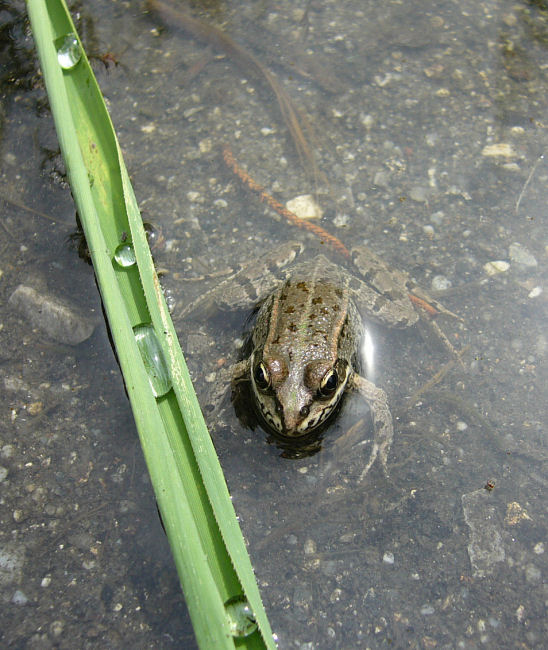 Žabka